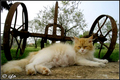 relax in the g&hellip;