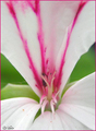 pink,white &am&hellip;