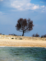 stablo na plaž&hellip;