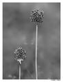 2 Flowerz on t&hellip;