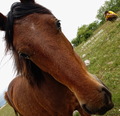 A Horse of Cou&hellip;