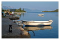 Boat Guard Dog