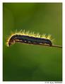 Buterfly Wanna&hellip;