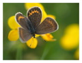 Yellow and Gre&hellip;