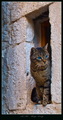 CAT in a Windo&hellip;