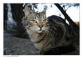 Cat Without A &hellip;