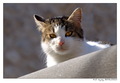 Cat on a hot t&hellip;