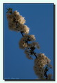 Cherry Blossom&hellip;