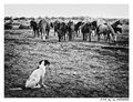 Doggy and Hors&hellip;