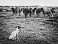 Doggy and Hors&hellip;