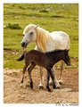 Horsin' A&hellip;