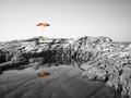 Colorful Paras&hellip;