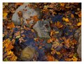 Leaves Water a&hellip;