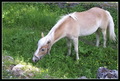 A Horse Of Cou&hellip;