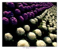 Purple & Y&hellip;