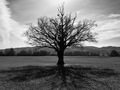 Shadow of an o&hellip;