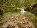 Enchanted Fore&hellip;