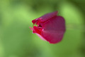 Tulipan u zele&hellip;