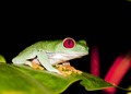 Agalychnis cal&hellip;