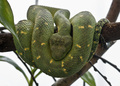Atheris chlore&hellip;