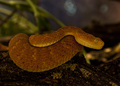 Atheris squami&hellip;