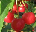 vishnjichica r&hellip;