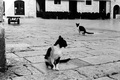 Dvije macke i &hellip;