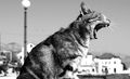 lady sings the&hellip;