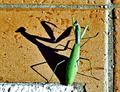 shadow on the &hellip;