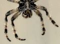 počast spiderm&hellip;