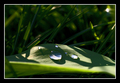 ...green simph&hellip;