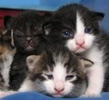 baby kitty cat&hellip;