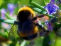 Flight Of The &hellip;
