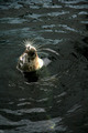 Seal (ali ne p&hellip;