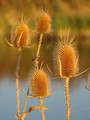 Pikavci