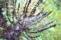 satelitska ant&hellip;