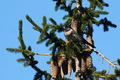 Turdus torquat&hellip;
