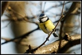 Plava senica, &hellip;