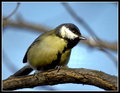 senica parus m&hellip;
