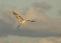 Grey heron (Si&hellip;