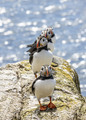 Atlantic puffi&hellip;