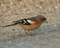 Fringilla coel&hellip;