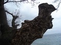magic nature
