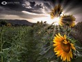 Sunflower'&hellip;