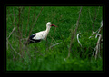 ciconia_bianca&hellip;
