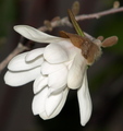 magnolia stell&hellip;