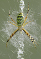 Argiope bruenn&hellip;
