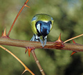 molitva (Parus&hellip;