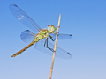 sympetrum fons&hellip;