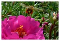 bzzzzzz